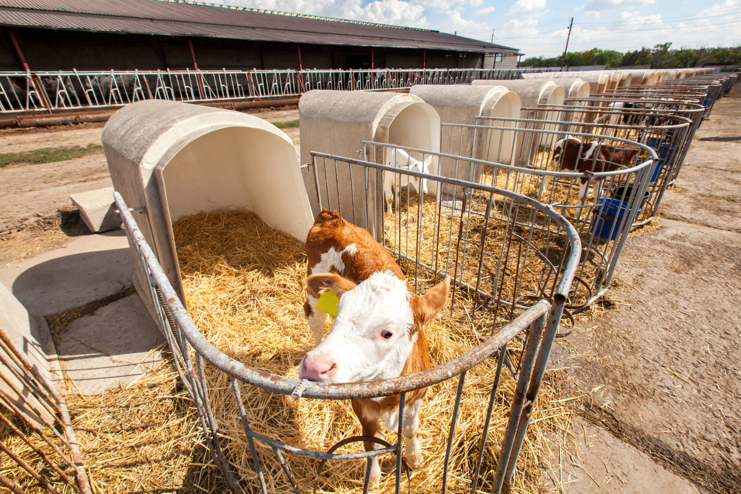 Fencing & Enclosures