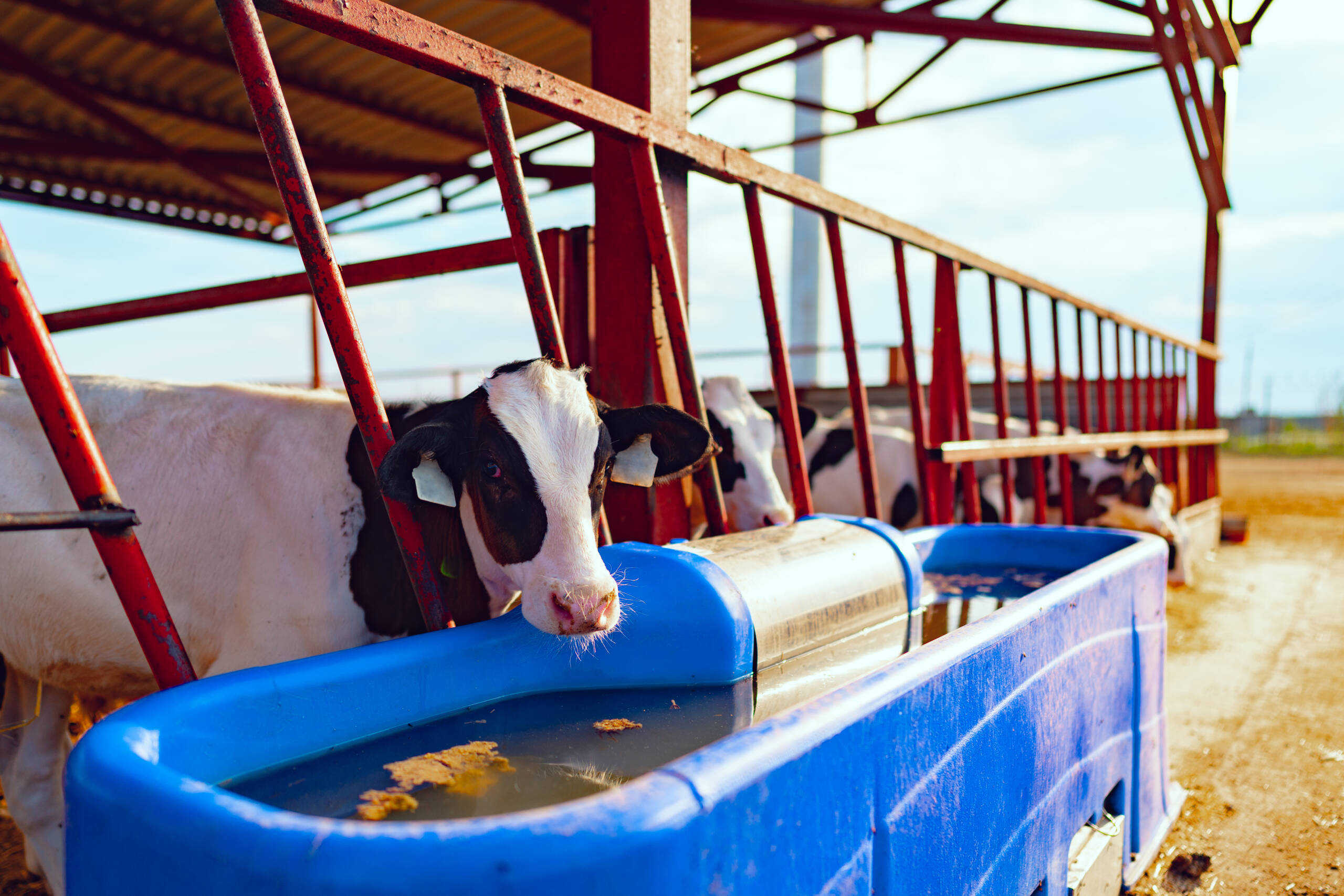 Waterers & Solar Water Buggies