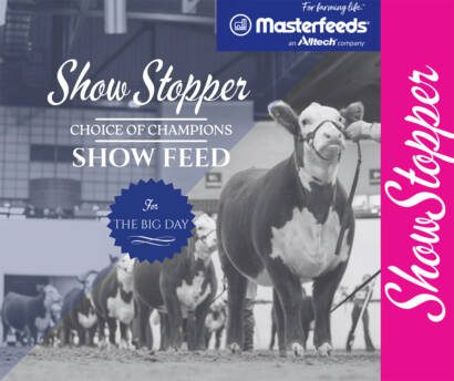 Ads for Website 01.26 Masterfeed ShowStopper