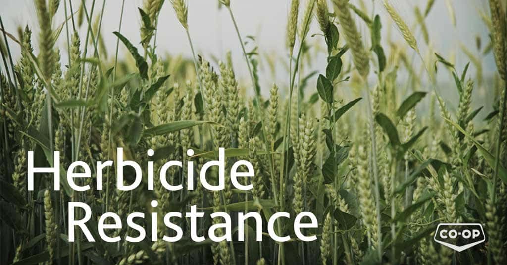 Co-op Herbicide Resistance